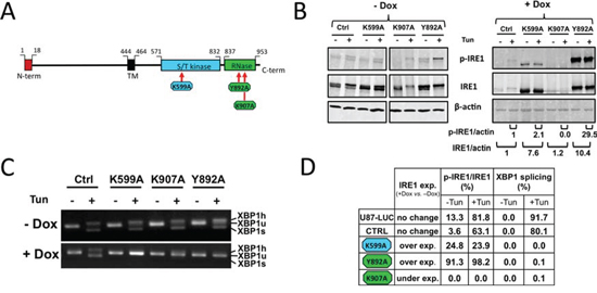 Alteration of the enzymatic activities of human IRE1&#x03B1; by site-directed mutagenesis.