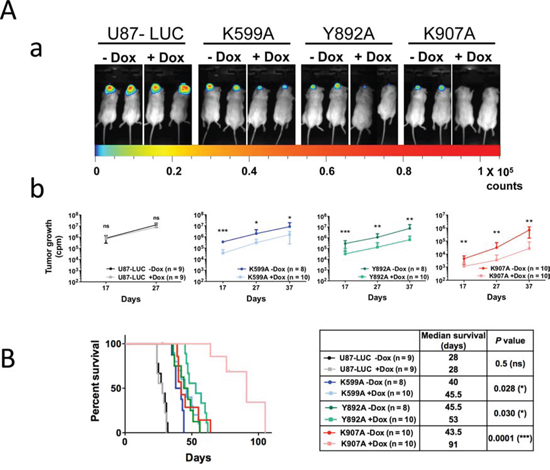 Inactivation of IRE1&#x03B1; kinase or IRE1&#x03B1; RNase activities impedes glioma growth.
