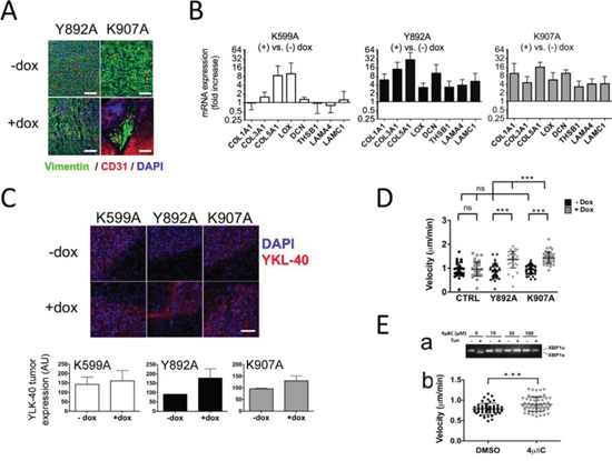 IRE1&#x03B1; RNase inhibition induces mesenchymal differentiation of glioblastoma cells and increases chemotaxis.