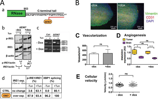 Expression of a catalytically active IRE1&#x03B1; C-terminal deletion mutant does not interfere with the angiogenic and invasive processes.