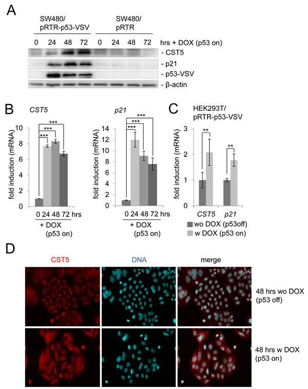 Regulation of CST5 by p53 in SW480 colorectal cancer cells.
