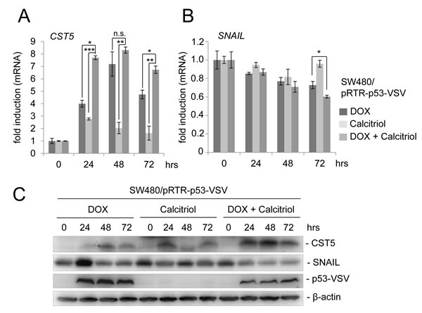 p53 activation in combination with calcitriol treatment enhances CST5 induction.