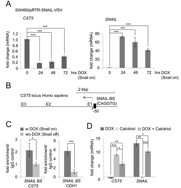 Calcitriol treatment prevents SNAIL-mediated repression of