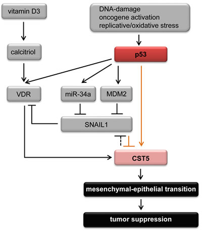 The p53 - vitamin D3 - CST5 regulatory network.