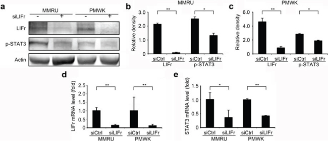 Knockdown of LIFr decreases STAT3 mRNA levels and phosphorylated STAT3 expression.