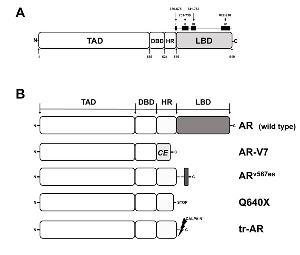 Functional domains of the human AR and AR variants expressed in PCa.