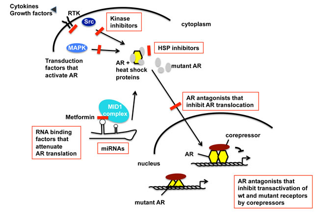 Schematic view of the AR activation pathway that undergoes adaptation during progression towards CRPC and therapy resistance.