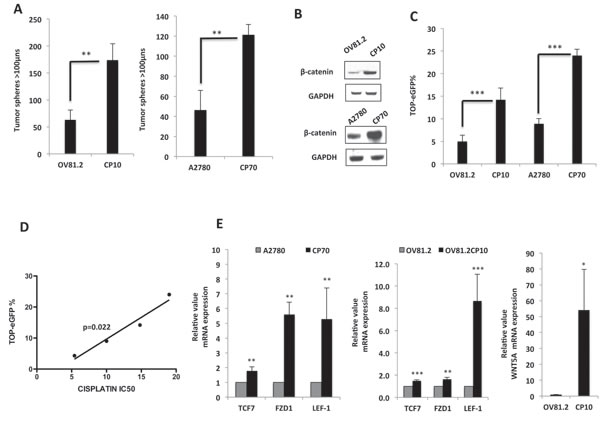 Long-term platinum therapy up-regulates the activity of the Wnt/&#x3b2;-catenin pathway in primary HGSOC.