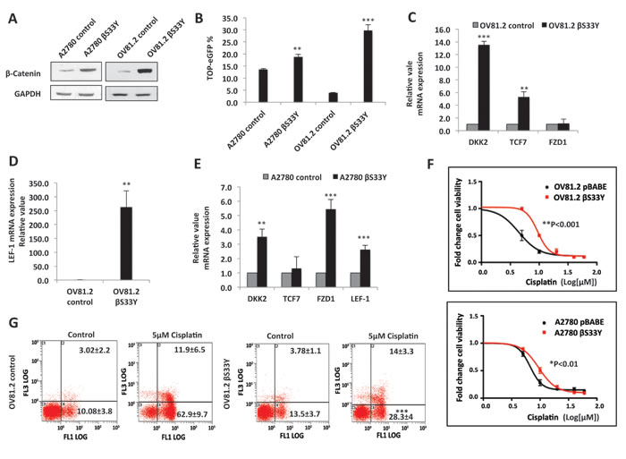 Stable overexpression of &#x3b2;-Catenin confers platinum resistance.