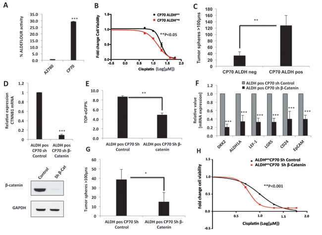 &#x3b2;-Catenin drives platinum resistance in ovarian cancer CICs.
