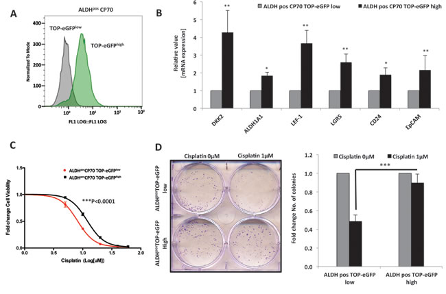 &#x3b2;-Catenin maintains platinum resistance in ovarian cancer CICs.
