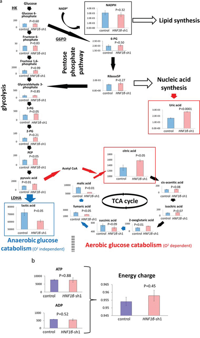 Comparison of intracellular metabolism between HNF1&beta;-high control cells and HNF1&beta; knockdown cells by comprehensive metabolic analysis.