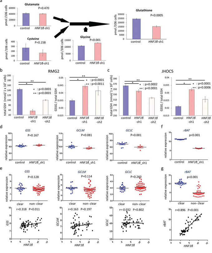 HNF1&beta; knockdown decreases intracellular GSH levels via expression of the cystine transporter rBAT.