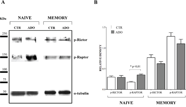 Evaluation of mTOR associated proteins in na&#x00EF;ve and memory CD4+ T cells.