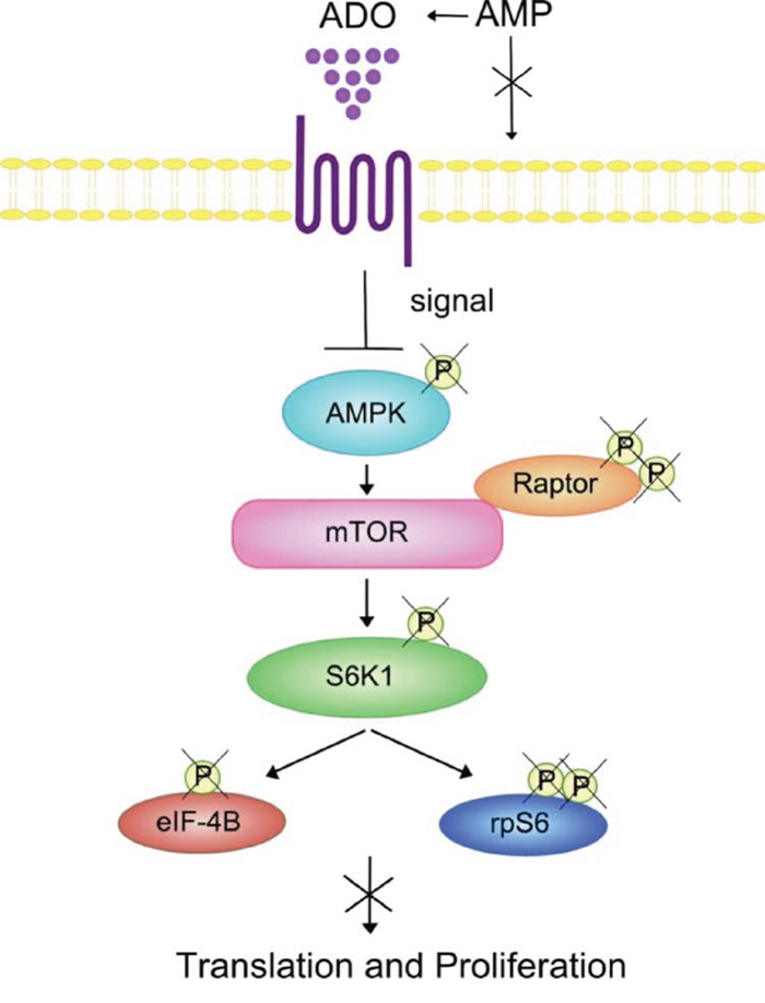 Summary of the effects of ADO on the AMPK/mTOR/p70S6K/rpS6 protein axis in T lymphocytes.