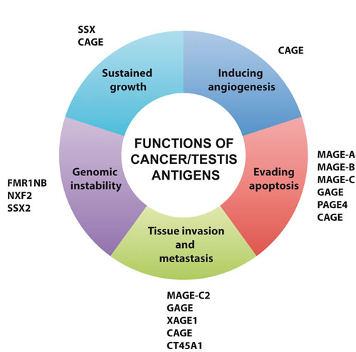 Oncogenic functions of cancer/testis antigens.