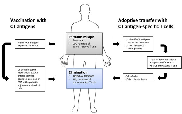 Cancer immunotherapies targeting cancer/testis antigens.