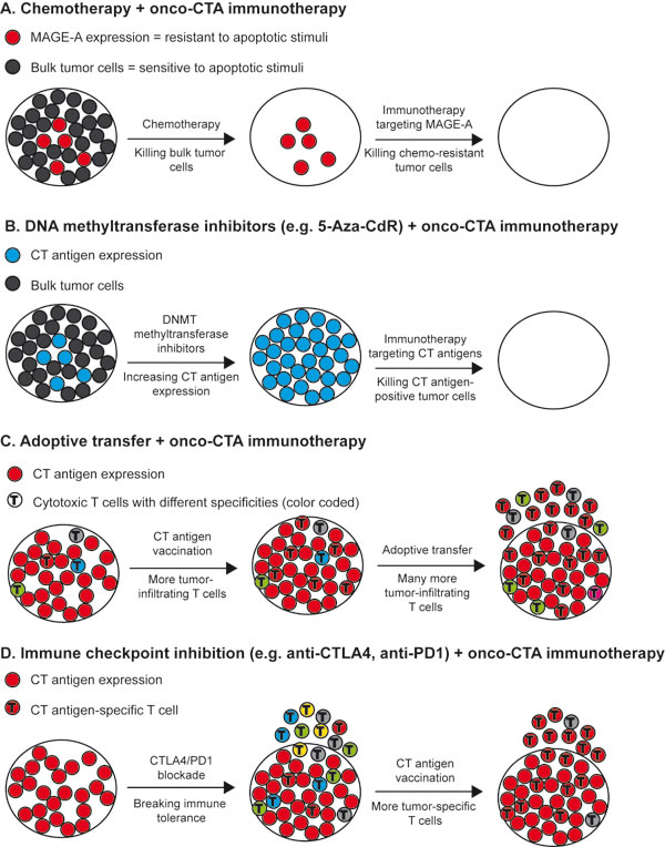 Targeting oncogenic cancer/testis antigen in combination with other therapies.