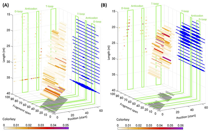 Distribution of starting position and lengths for i-tRFs.