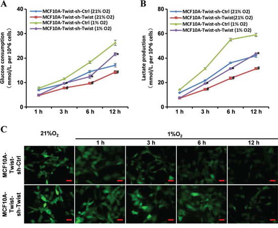 Loss of Twist expression reverses the altered energy metabolic phenotype in MCF10A-Twist cells.