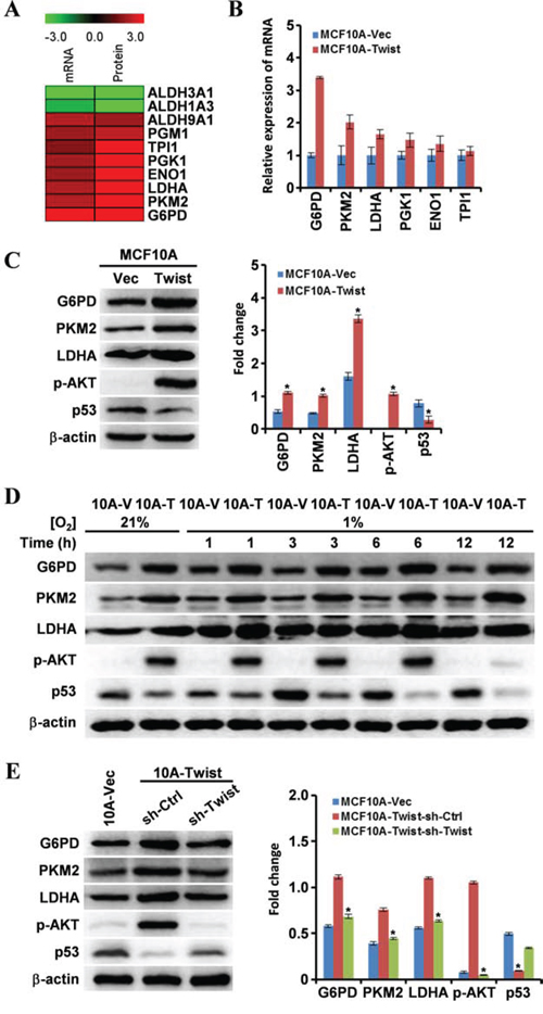 Expression of genes associated with cell energy metabolism is altered in MCF10A-Twist cells.
