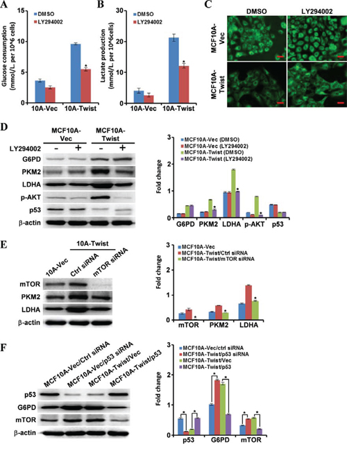 Molecular mechanisms underlying cell energy metabolism reprogramming in MCF10A-Twist cells.