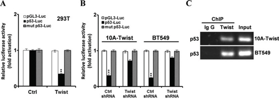 Twist inhibits p53 expression via binding to the E-box of p53 promoter.