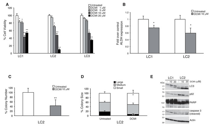 Cytostatic effect by DCMI on lung CSCs.