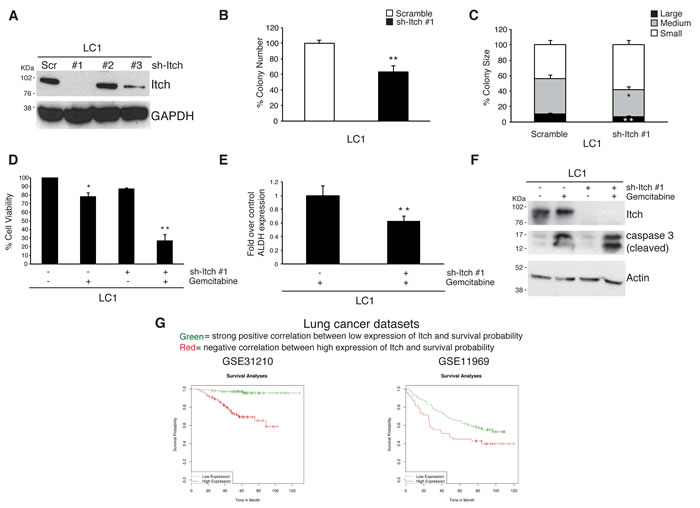 RNA-mediated silencing of Itch impairs lung CSCs proliferation.