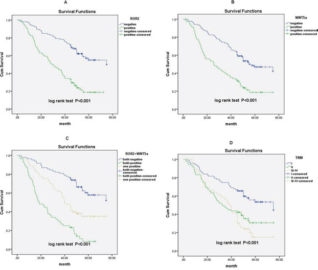 Survival curves for NSCLC patients after surgical therapy.