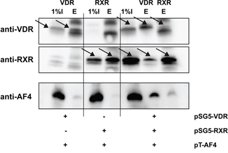 Co-immunoprecipitation of AF4 and VDR/RXR.