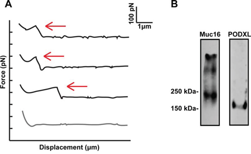 Single molecule force spectroscopy Force Displacement traces and western blots image.