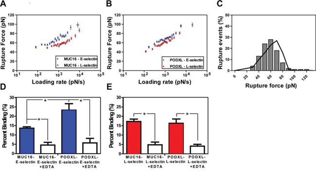 Micromechanical properties of immunopurified MUC16/PODXL binding to E/L-selectin using single molecule force spectroscopy.