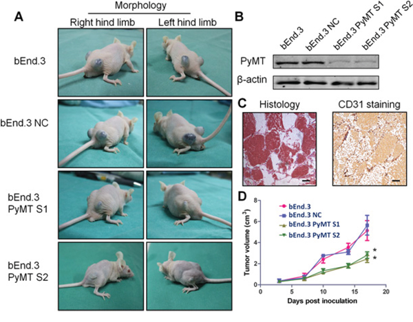 Subcutaneous inoculation of PyMT-expressing endothelial cells induced hemangioma in a murine model.