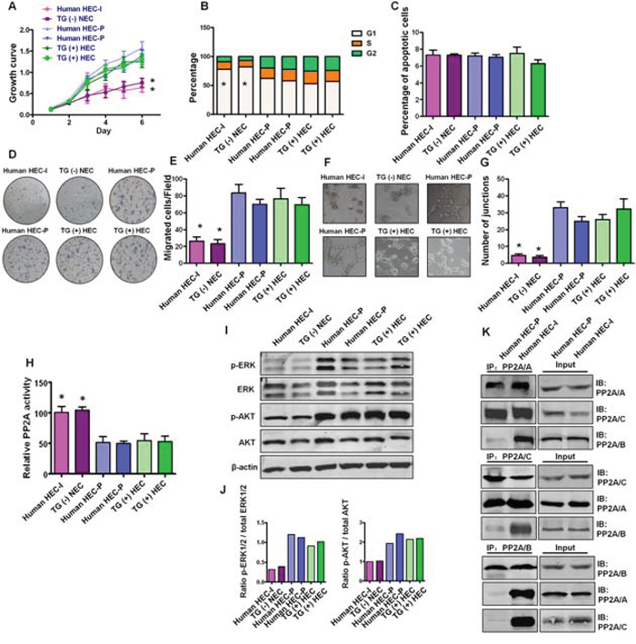 Status of PP2A activity, AKT and ERK phosphorylation and PP2A subunit associations in primary hemangioma endothelial cells.