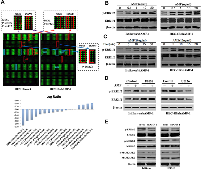 MAPK signaling pathway is involved in AMF/PGI-mediated activation.