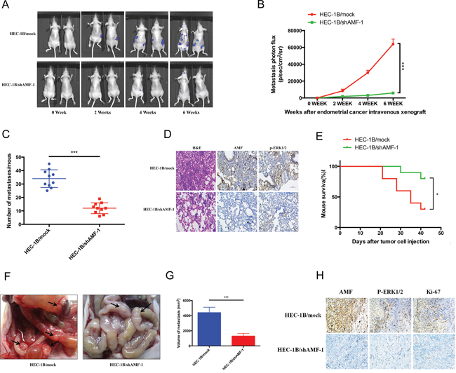 The effects of silencing AMF on development and progression of xenograft tumor formation.