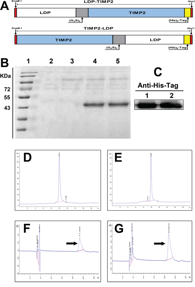 Construction, expression of the fusion proteins, and preparation of their enediyne-integrated analogues.