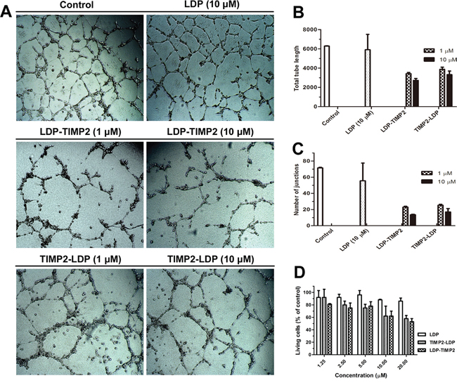 Anti-angiogenic effects of TIMP2-based fusion proteins.