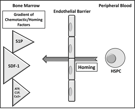 The proposed major mechanism underlying the processes of homing of HSPCs.