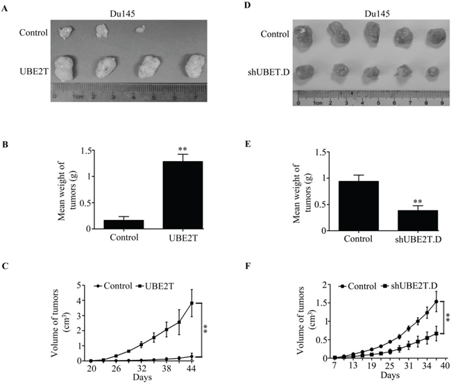 UBE2T promotes tumor growth of prostate cancer cells in vivo.
