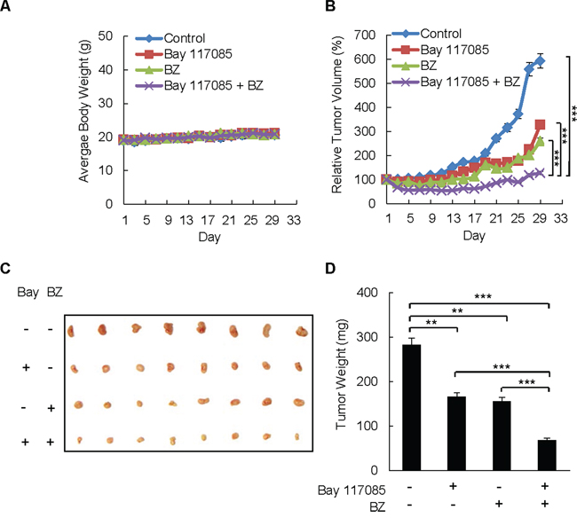 Combination of BZ and Bay 117085 enhances BZ effectiveness in reducing tumor growth in nude mice implanted with ovarian cancer xenografts.