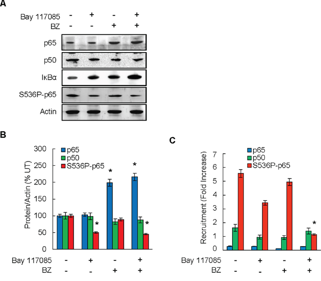 Combination of BZ and Bay 117085 decreases recruitment of S536-p65 to IL-8 promoter in ovarian cancer xenografts.