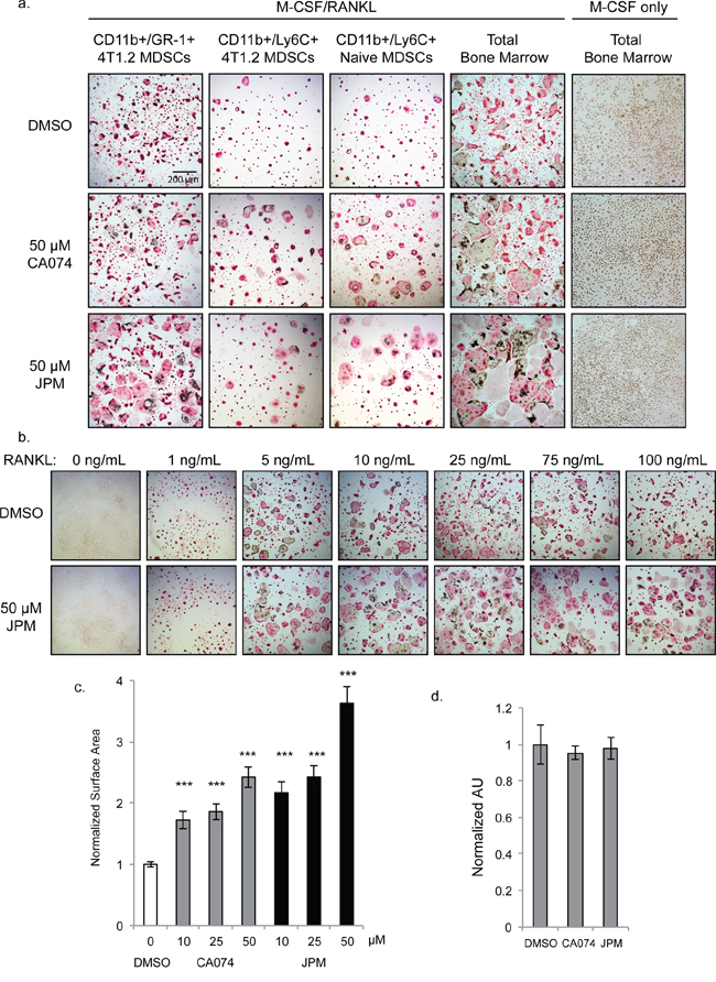 Cysteine cathepsin inhibition promotes osteoclast fusion.