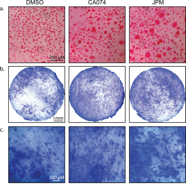 Cysteine cathepsin inhibition enhances osteoclast activity on bone slices.