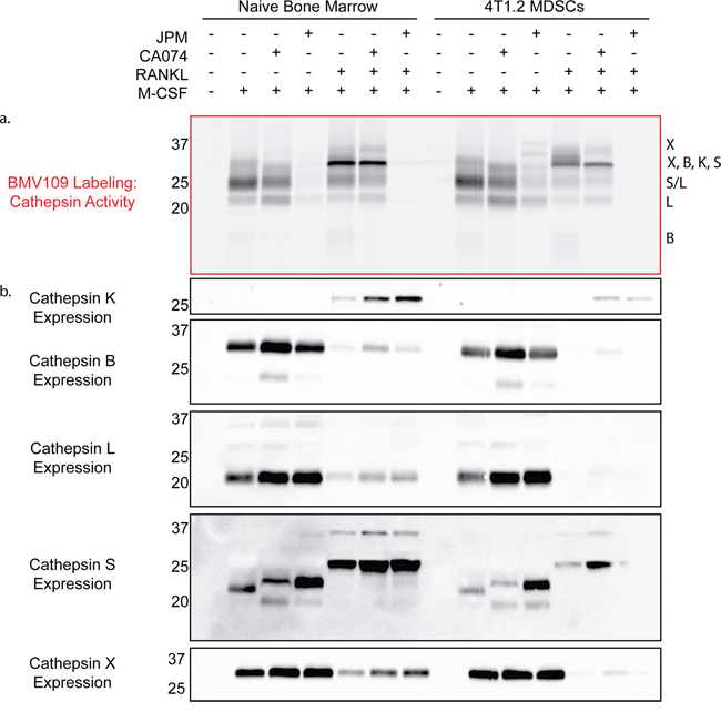 Biochemical analysis of cysteine cathepsin activity and expression in precursors and mature osteoclasts.