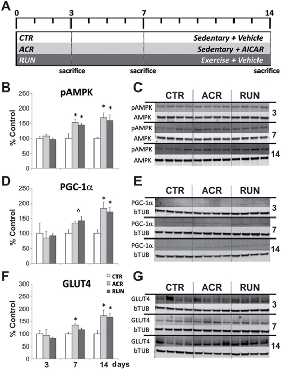 Comparison between effects of AICAR and running on expression levels of AMPK pathway components in muscle.
