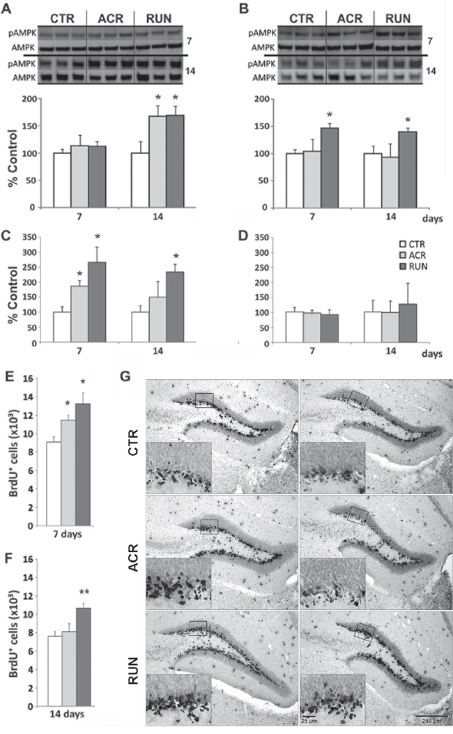Effects of AICAR and running on AMPK activation and synaptic plasticity markers in dentate gyrus (DG) and lateral entorhinal cortex (LEC).