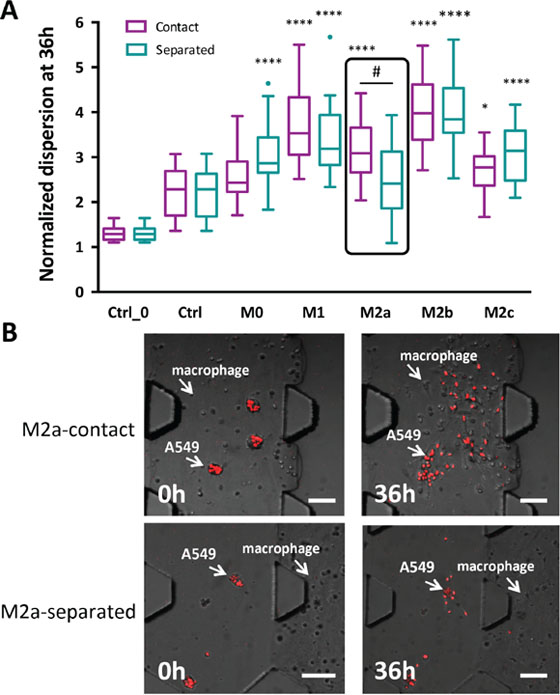 A549 aggregates dispersion induced by various subtypes of macrophages.