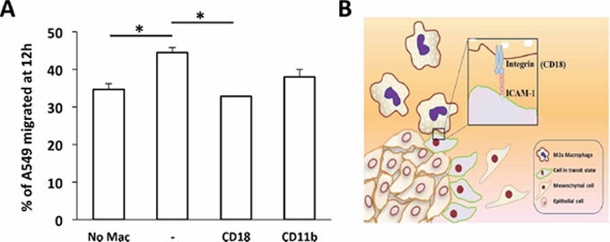 Transwell migration assay of A549 carcinoma cells.